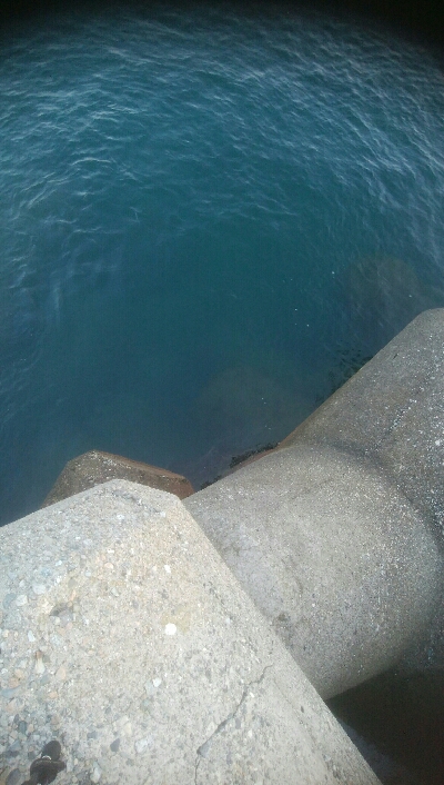 アオリイカ5杯！！　現在131杯！！