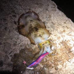 エギング終盤、渋いです。