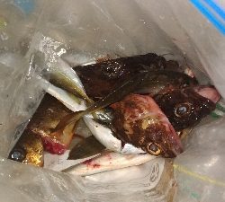 10/5釣果ハマチメバルハゲデカアジ豆アジガシラゴンズイ他色々