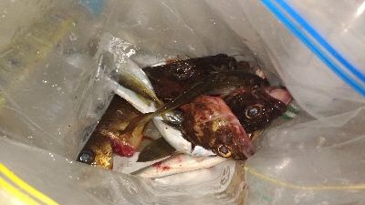 10/5釣果ハマチメバルハゲデカアジ豆アジガシラゴンズイ他色々