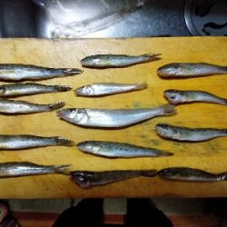 ハゼ釣り遠投有利