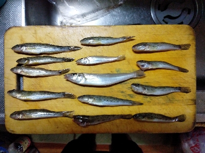 ハゼ釣り遠投有利