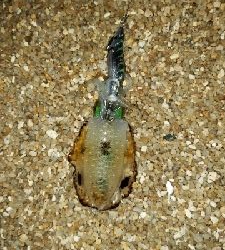 シャローでエギング