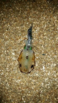 シャローでエギング