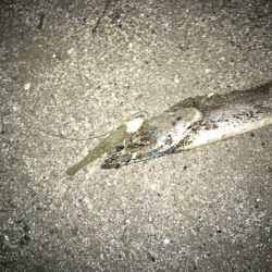 青物撃沈からの勝率100%の刀狩