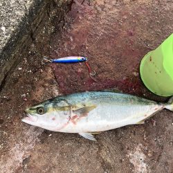 沖にはいません