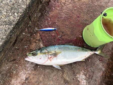 沖にはいません