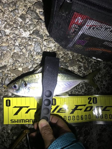 アジングのはずが