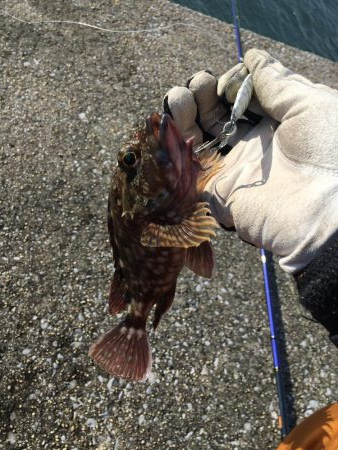 沖堤防でショアジギング