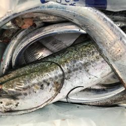 今シーズンの初サゴシ！