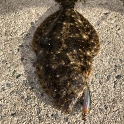 メバルミノーでヒラメGET