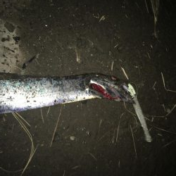 ガツン！が楽しい