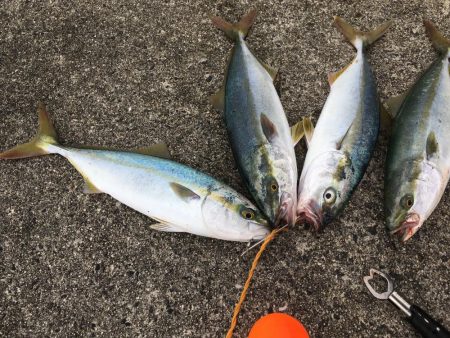 腹の中は片口イワシだらけ