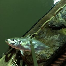 台風後のアジング