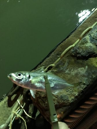 台風後のアジング