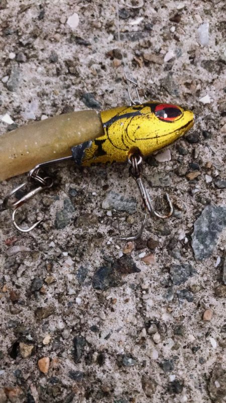 タチウオまだまだ渋い