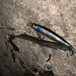 シーバス活性高し!!