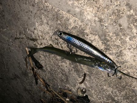 シーバス活性高し!!