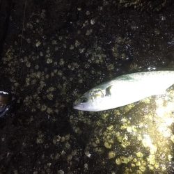 エギングのついでに青物