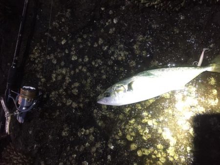 エギングのついでに青物