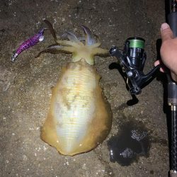 ナイトエギング