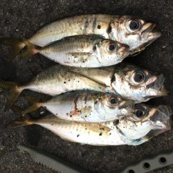 アジング…積んでてよかった