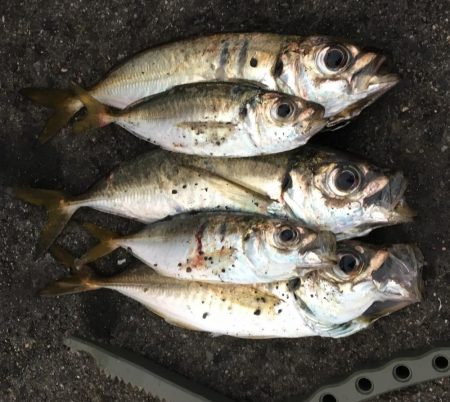 アジング…積んでてよかった