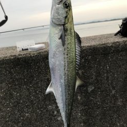 サゴシは安定の爆釣