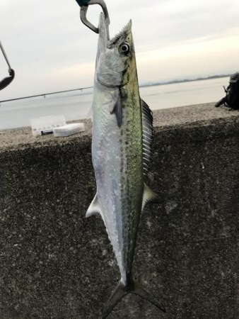 サゴシは安定の爆釣