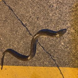 サビキ釣り&泳がせ