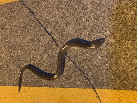 サビキ釣り&泳がせ