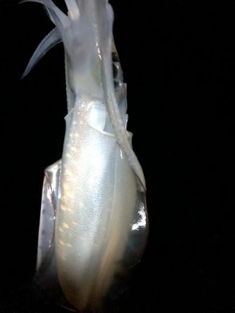 ショアジギング