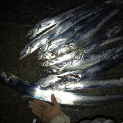 10月29日太刀魚、久しぶりの、２ケタ