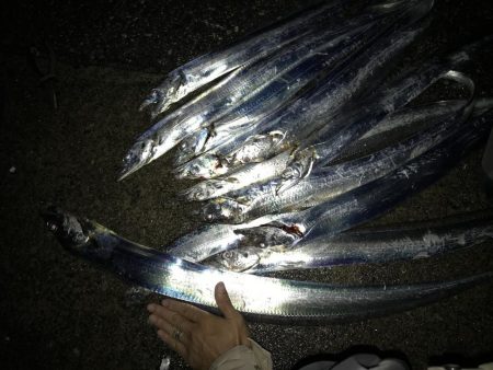 10月29日太刀魚、久しぶりの、２ケタ