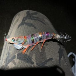 ナイトエギング