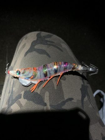 ナイトエギング