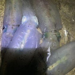 アオリイカ数釣り