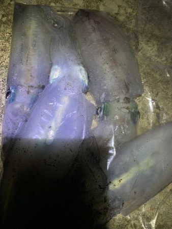 アオリイカ数釣り