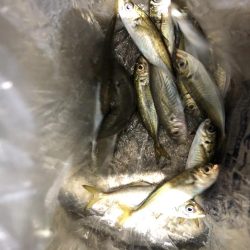 アジング と泳がせ