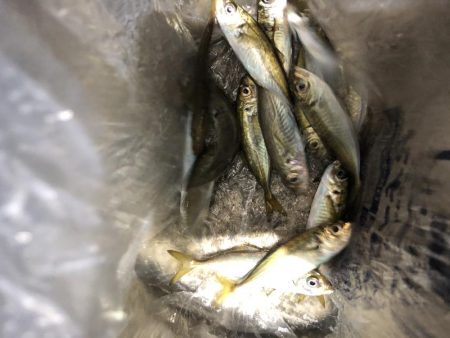 アジング と泳がせ