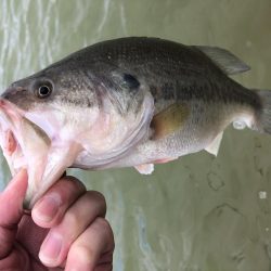 台風後のドリームレイク（管理釣り場）釣行