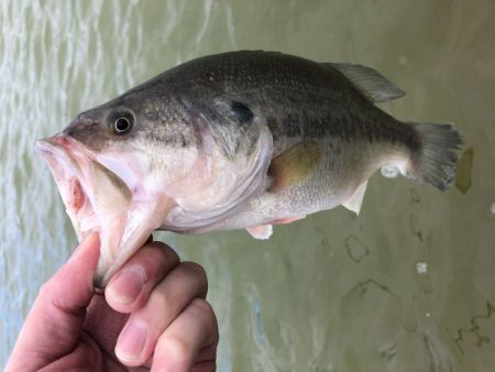 台風後のドリームレイク（管理釣り場）釣行