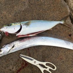 ナイスフィッシュ！