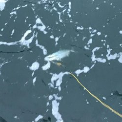 久しぶりの青物