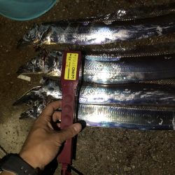 人工島青物リベンジ