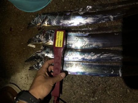 人工島青物リベンジ