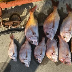 チャリコサイズ多いです