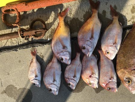 チャリコサイズ多いです