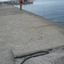 サヨリが居ない