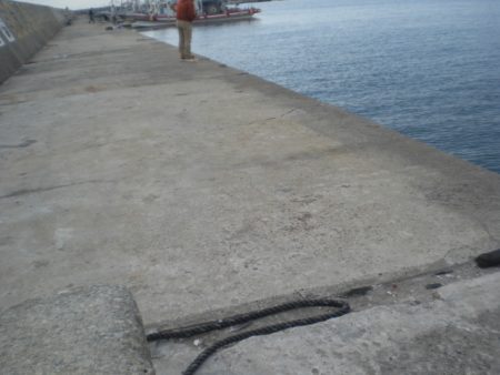 サヨリが居ない